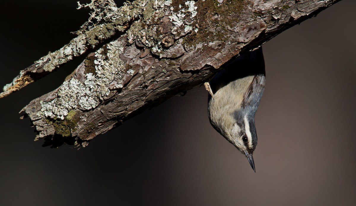 Corsican Nuthatch - ML23442821