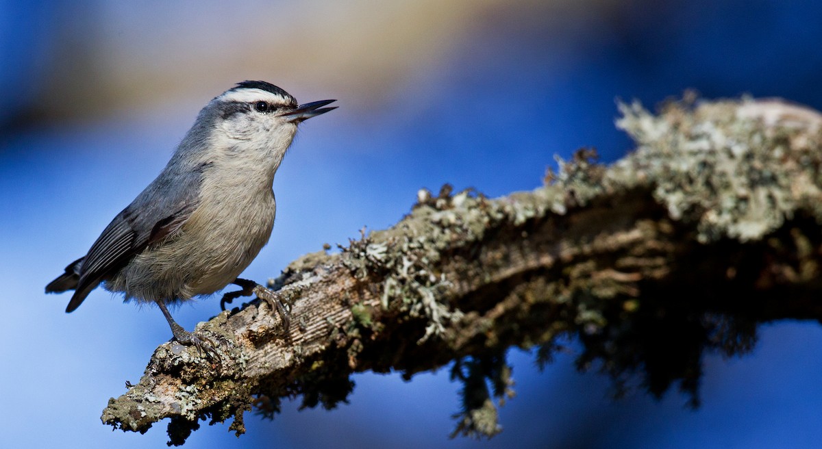 Corsican Nuthatch - ML23442831