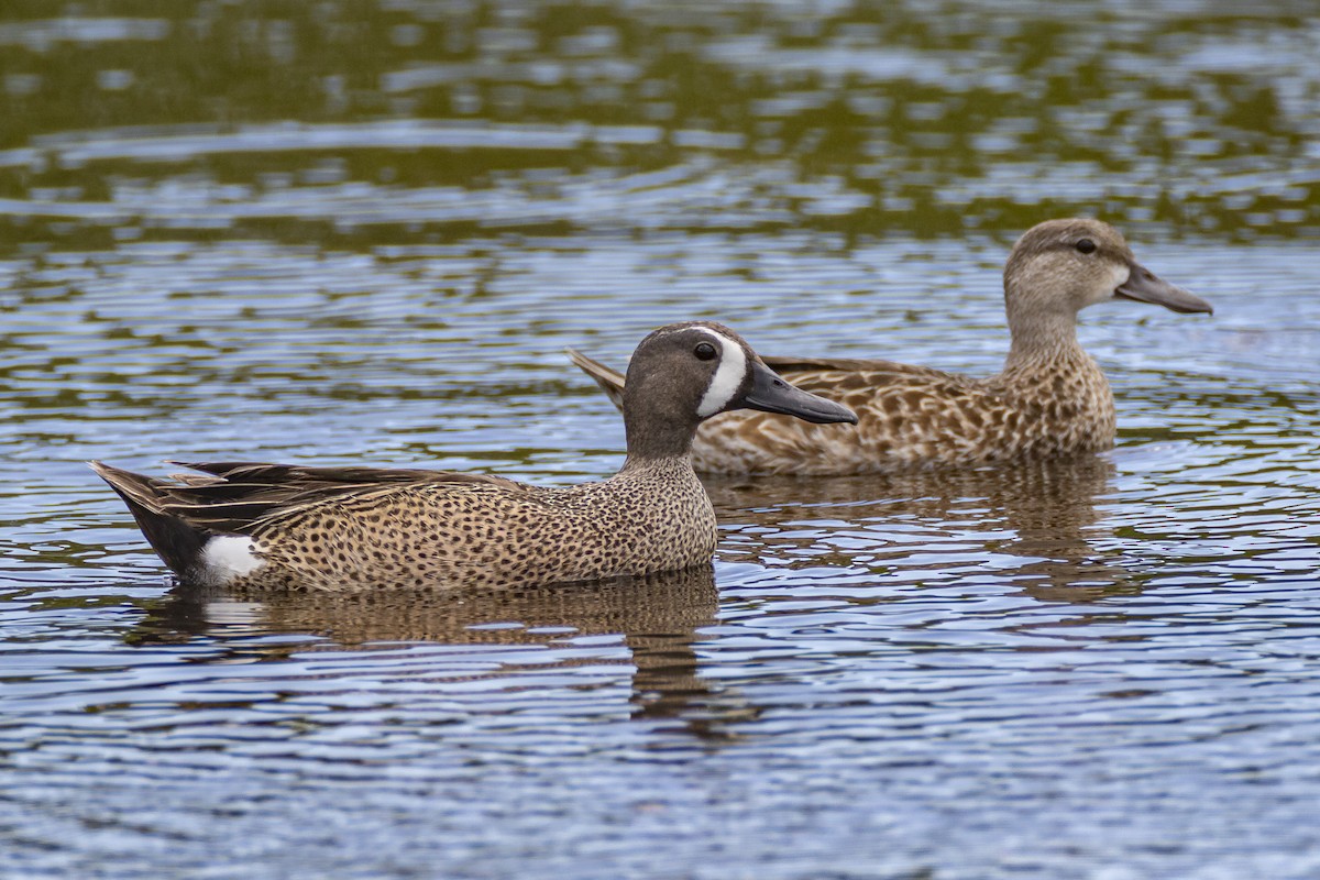 Blue-winged Teal - ML234429111