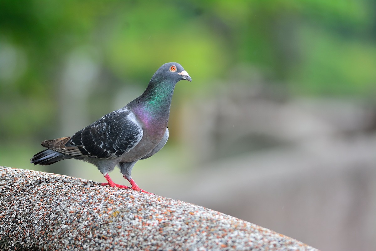 Rock Pigeon (Feral Pigeon) - Weber Tsai