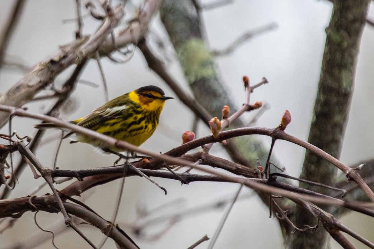 Cape May Warbler - ML234434581