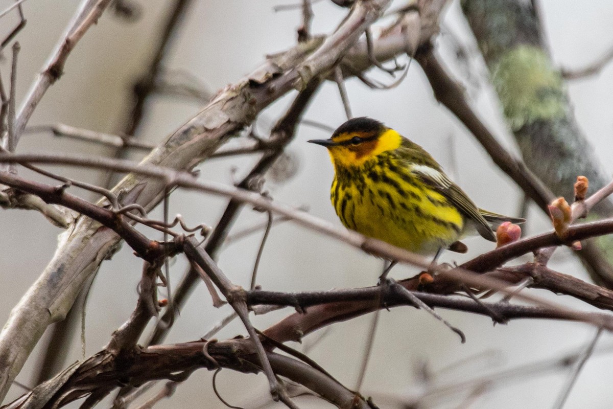 Cape May Warbler - ML234434591