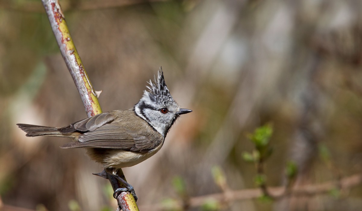 Crested Tit - ML23443751