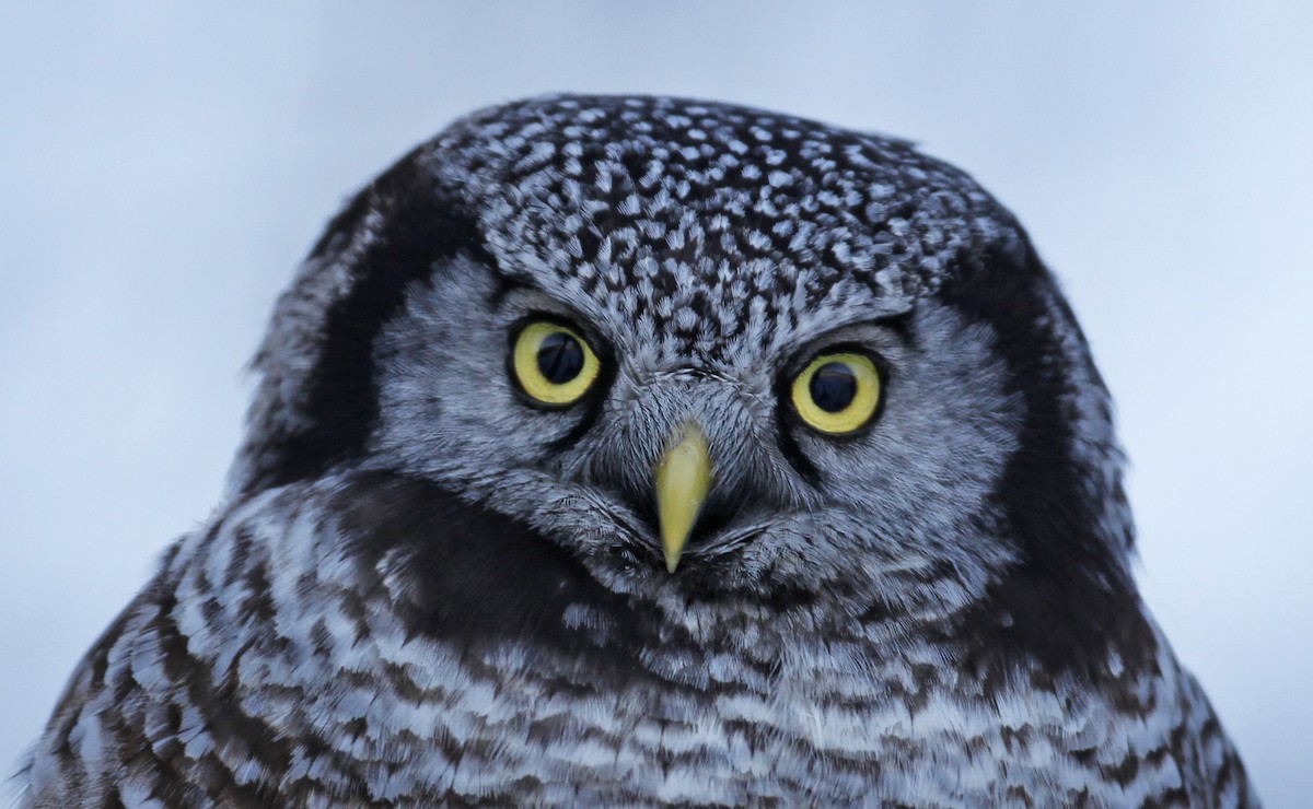 Northern Hawk Owl - ML23443811