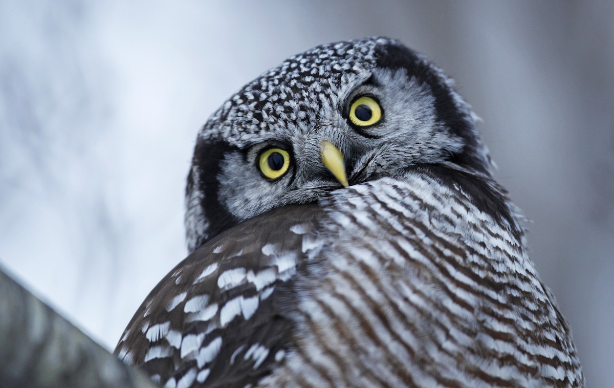 Northern Hawk Owl - ML23443851