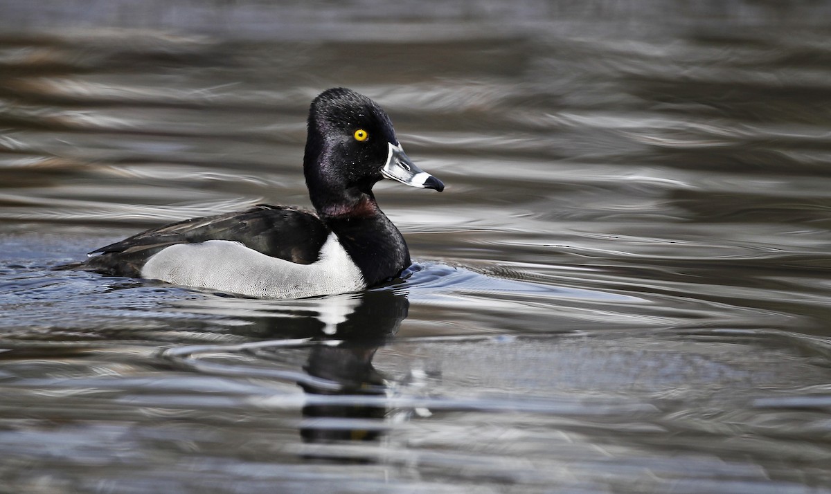 Ring-necked Duck - Ian Davies