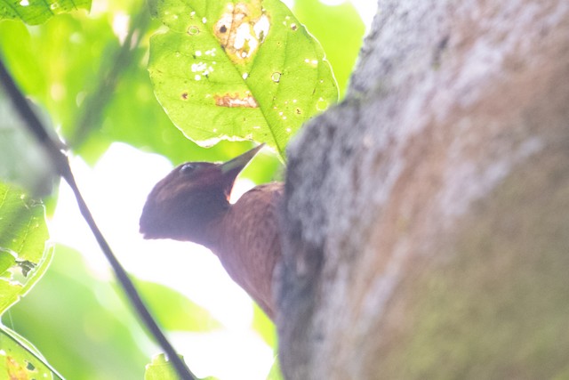 Cinnamon Woodpecker