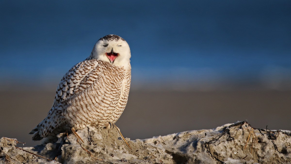 Snowy Owl - ML23444321
