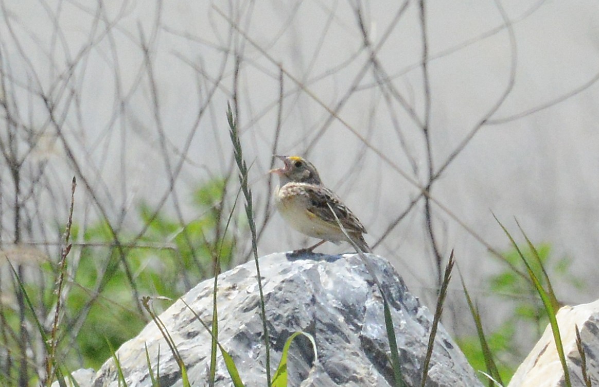Grasshopper Sparrow - ML234443691