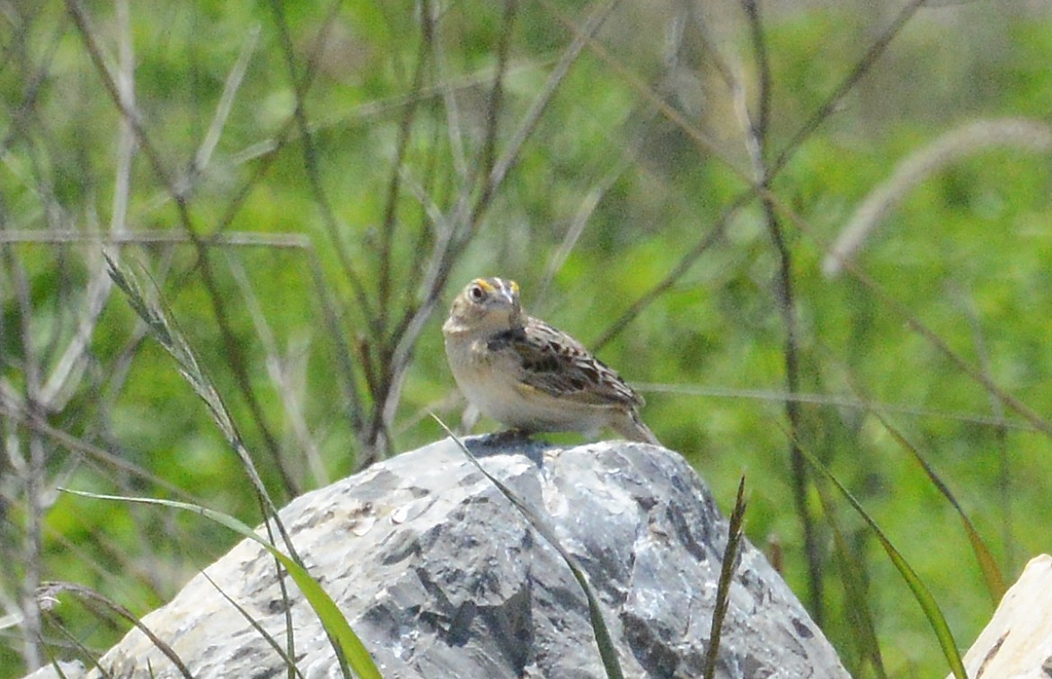 Grasshopper Sparrow - ML234443711