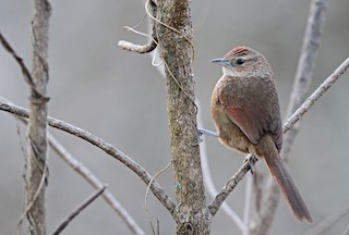  - Spot-breasted Thornbird