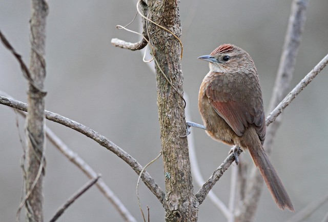 Spot-breasted Thornbird