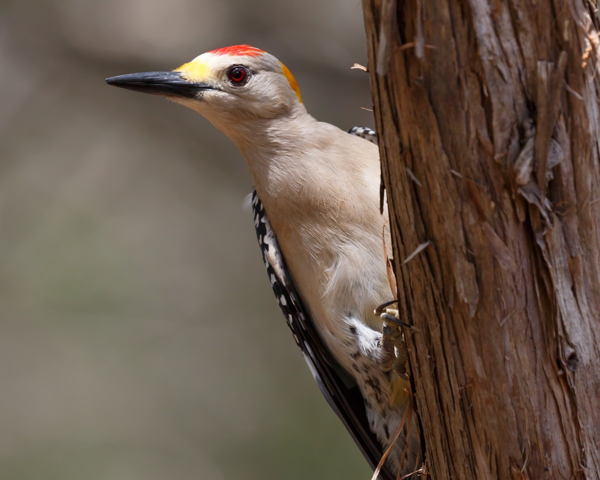 Golden-fronted Woodpecker - Tara Randle