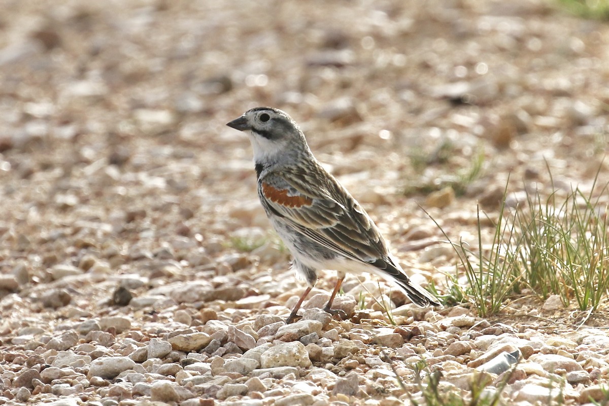 Thick-billed Longspur - ML234445671