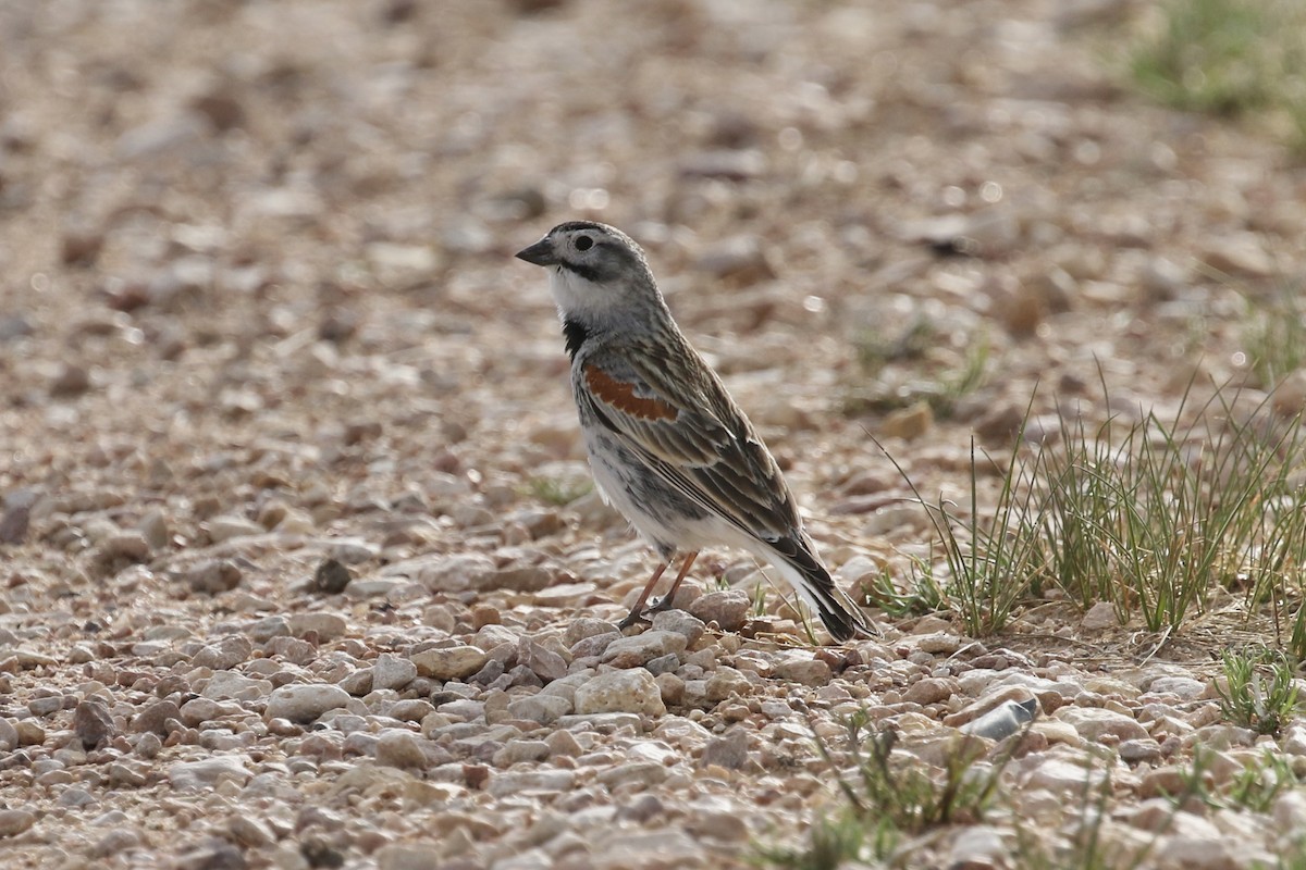 Thick-billed Longspur - ML234445711