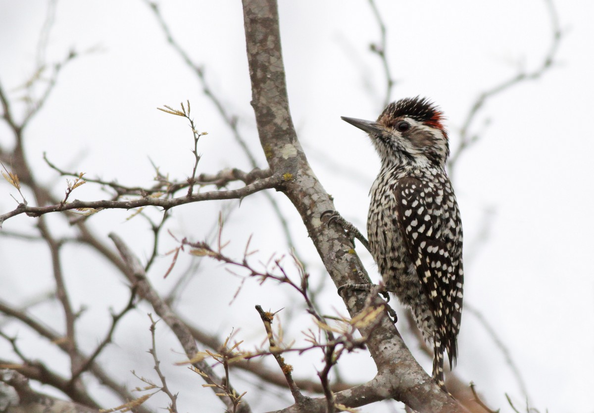 Checkered Woodpecker - ML23445081