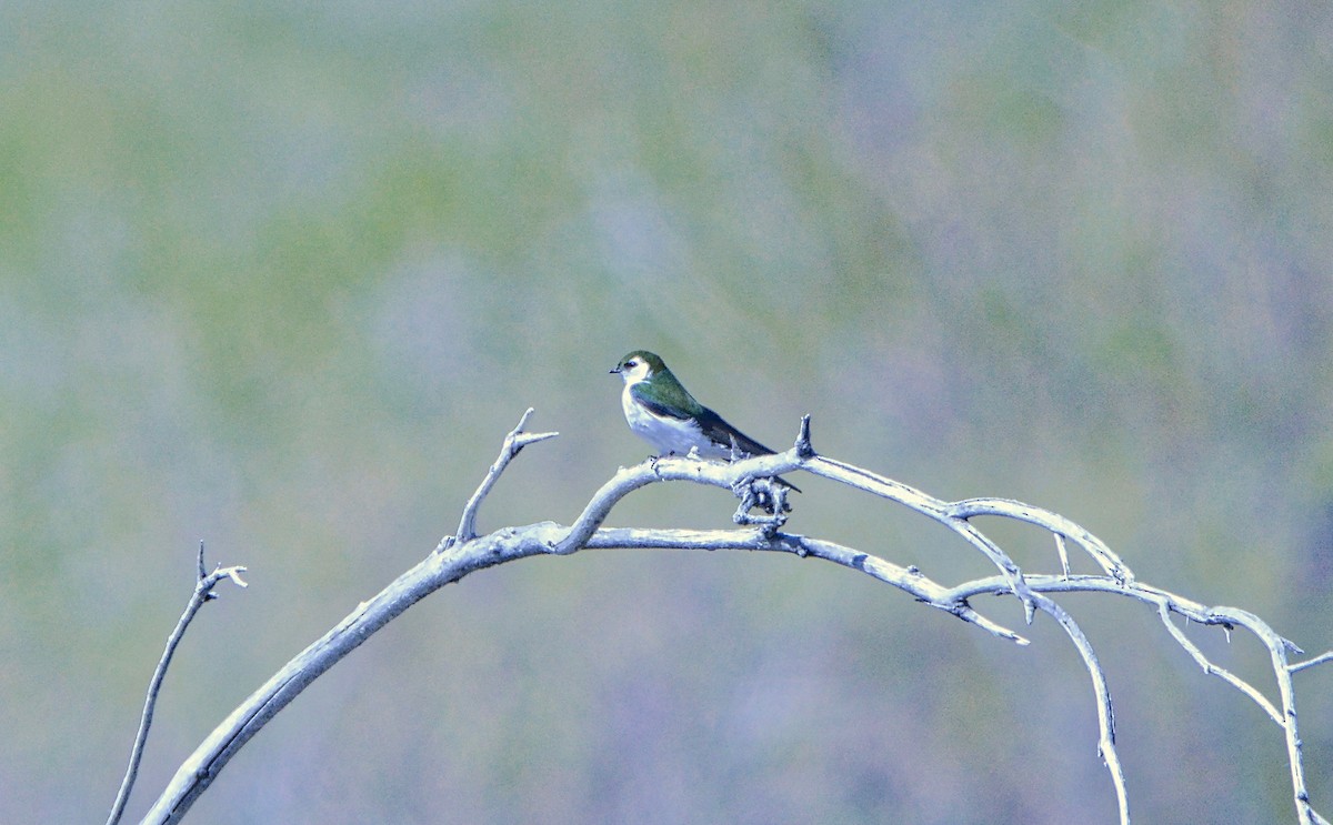 Violet-green Swallow - Douglas Hall