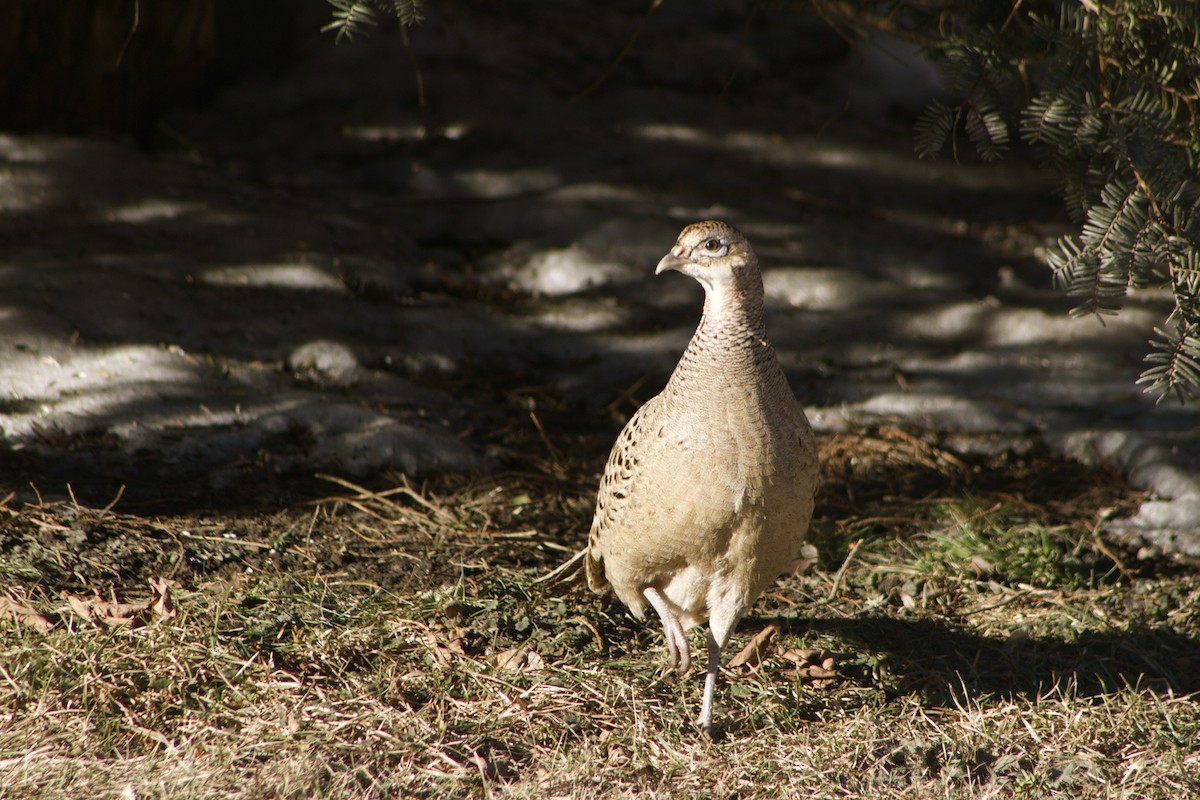 Ring-necked Pheasant - Jenn Megyesi