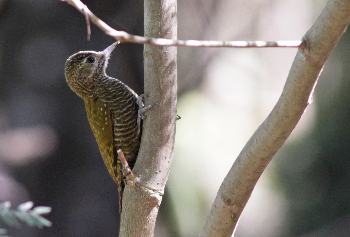 Dot-fronted Woodpecker - ML23445861