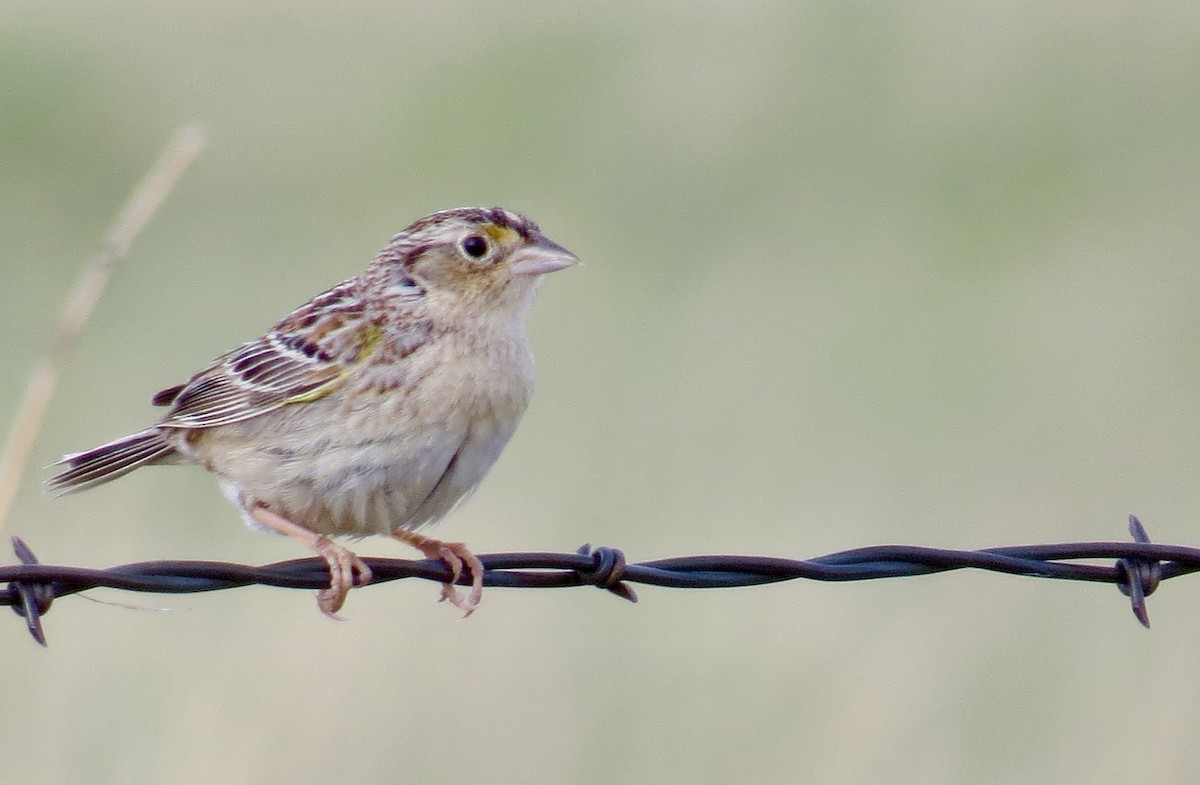 Grasshopper Sparrow - ML234458831
