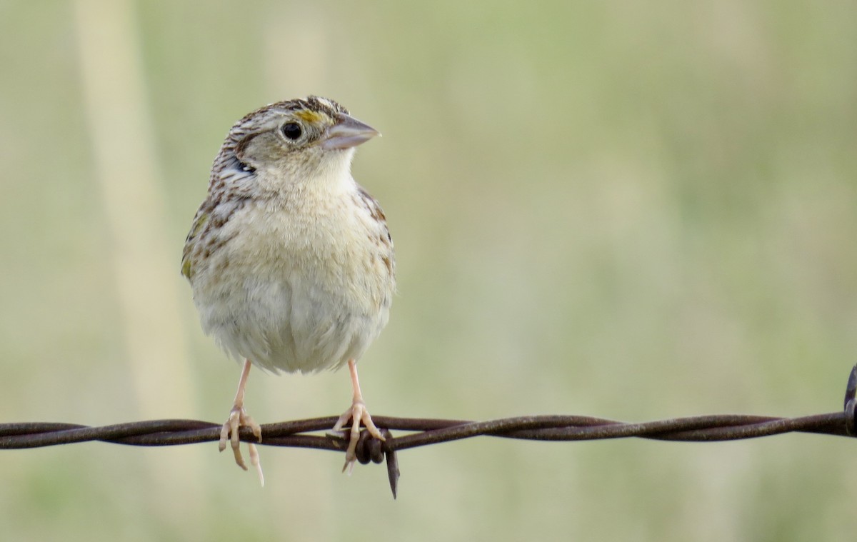Grasshopper Sparrow - ML234458841