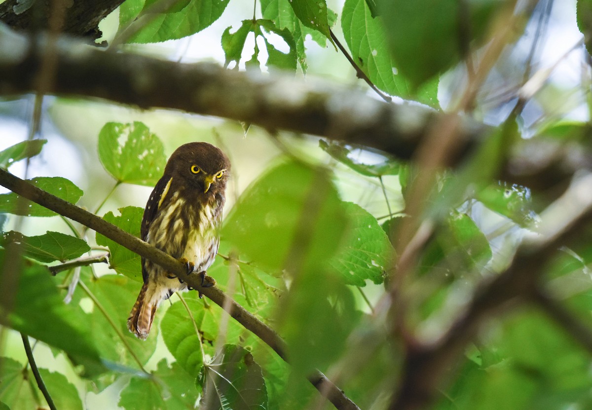 Northern Pygmy-Owl (Guatemalan) - ML234466961