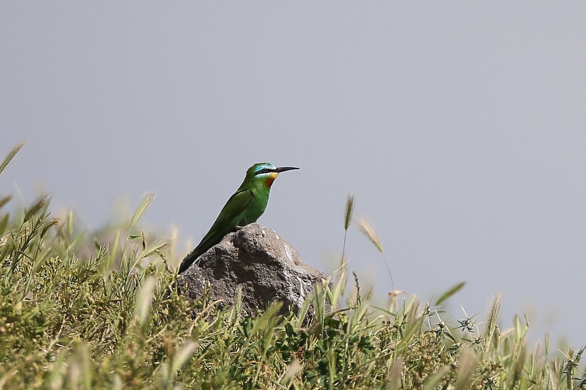 Blue-cheeked Bee-eater - ML234469241