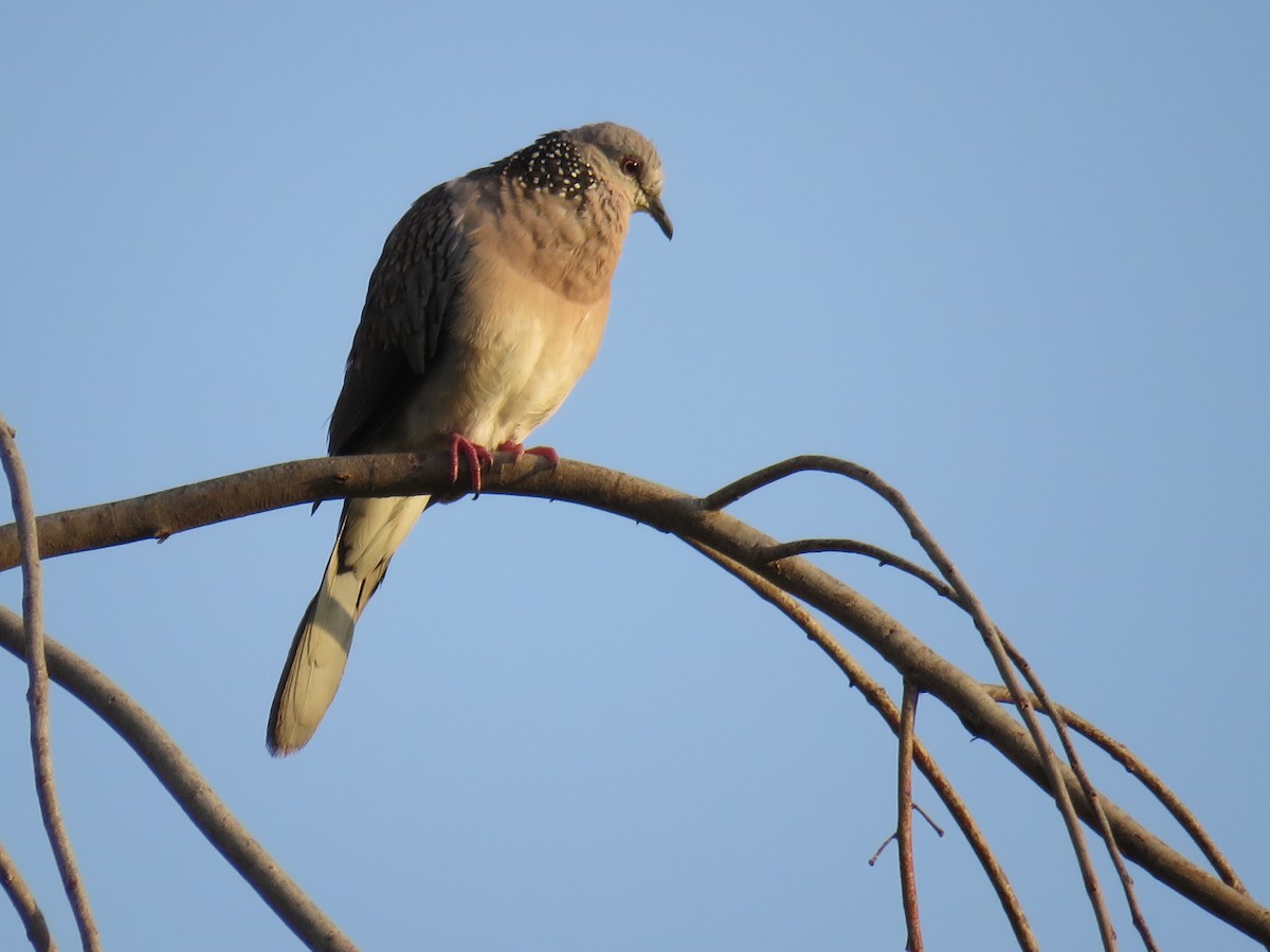 Spotted Dove - ML234469501