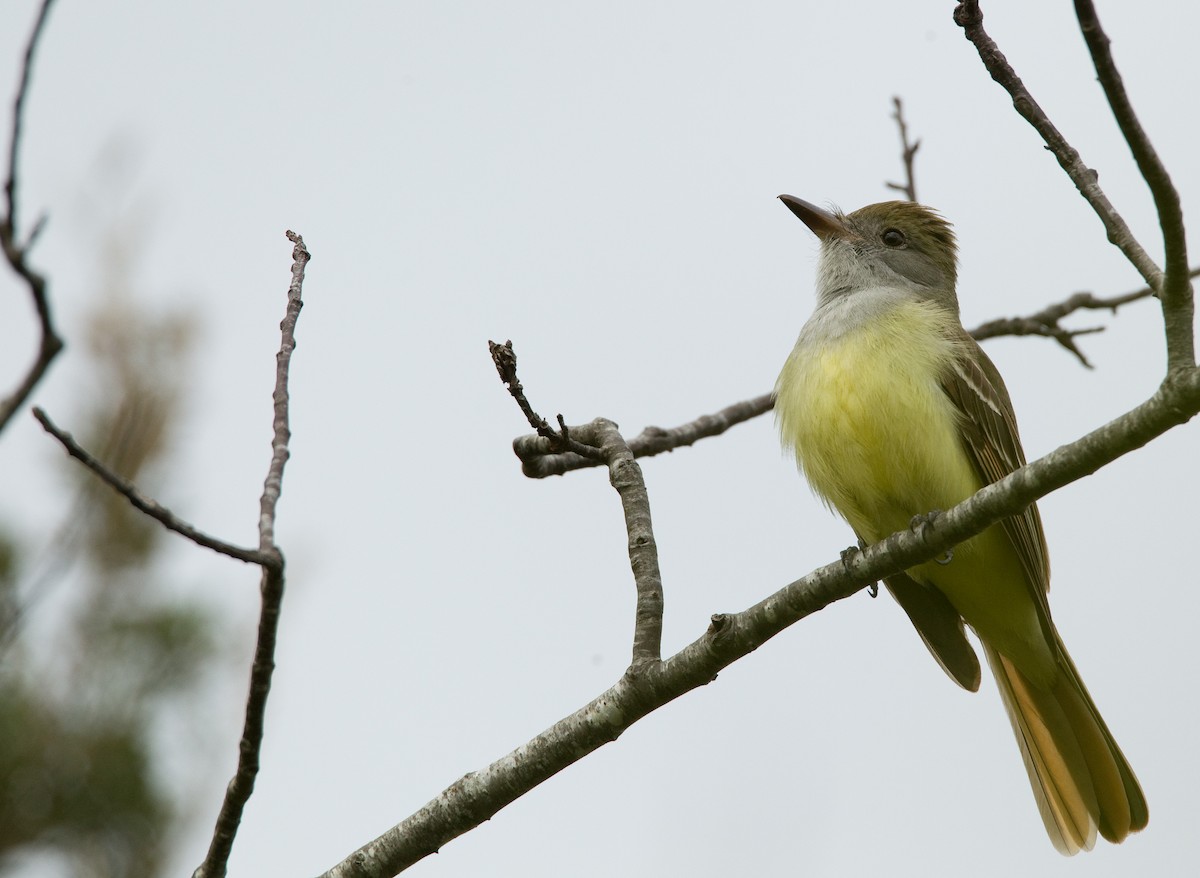 Great Crested Flycatcher - Ian Davies
