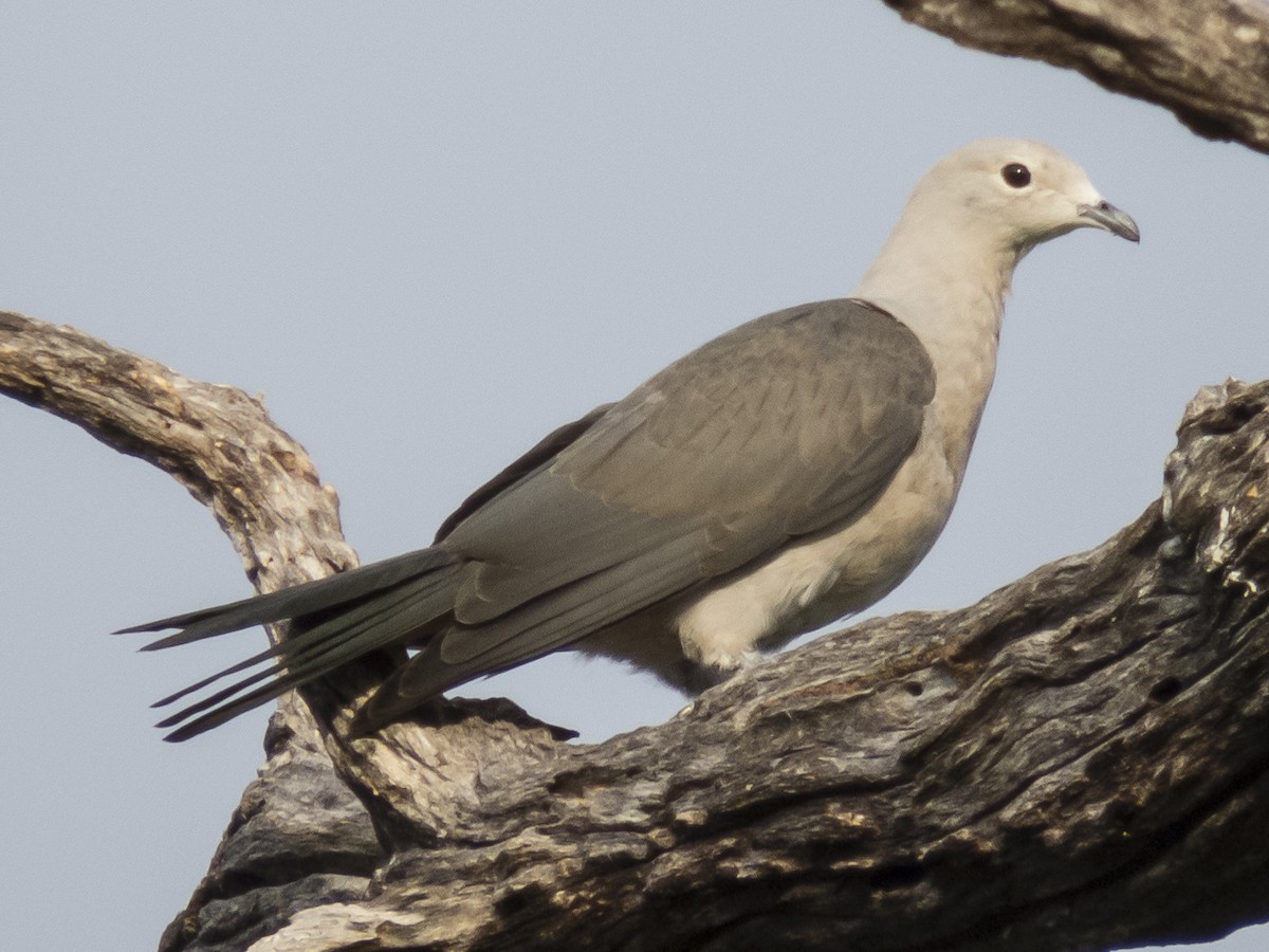 Gray Imperial-Pigeon - ML234472761