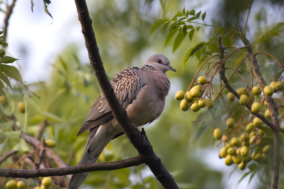 Spotted Dove - ML234473011