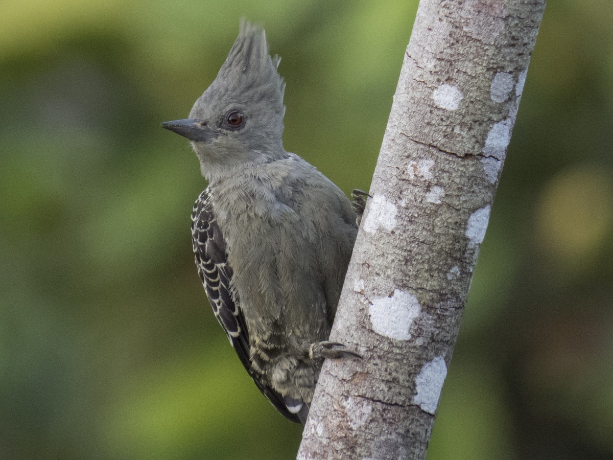 Gray-and-buff Woodpecker (Gray-and-buff) - Robert Lockett