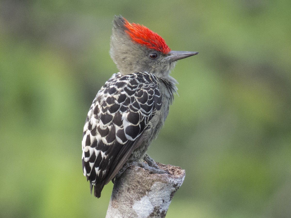 Gray-and-buff Woodpecker (Gray-and-buff) - ML234474851