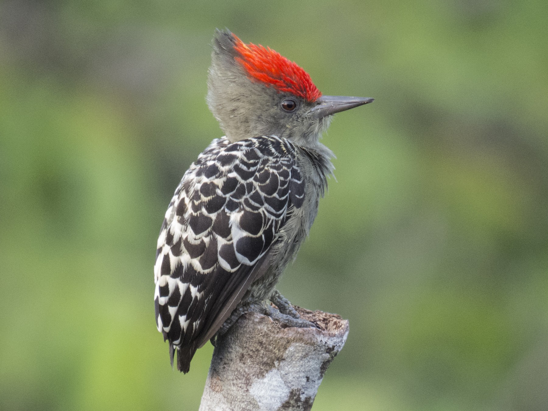 Pic trapu (sordidus) - eBird