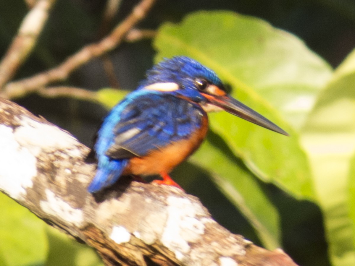 Blue-eared Kingfisher - ML234475111