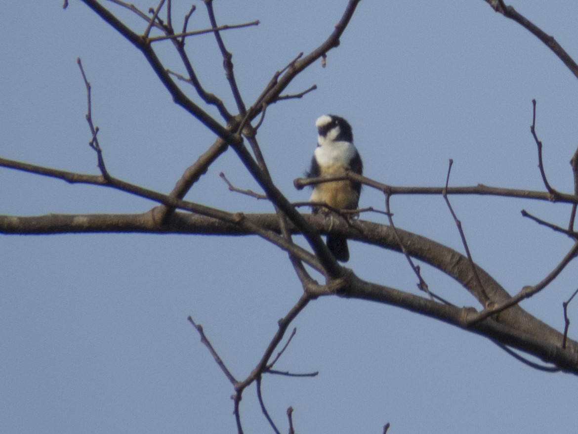 White-fronted Falconet - ML234475151