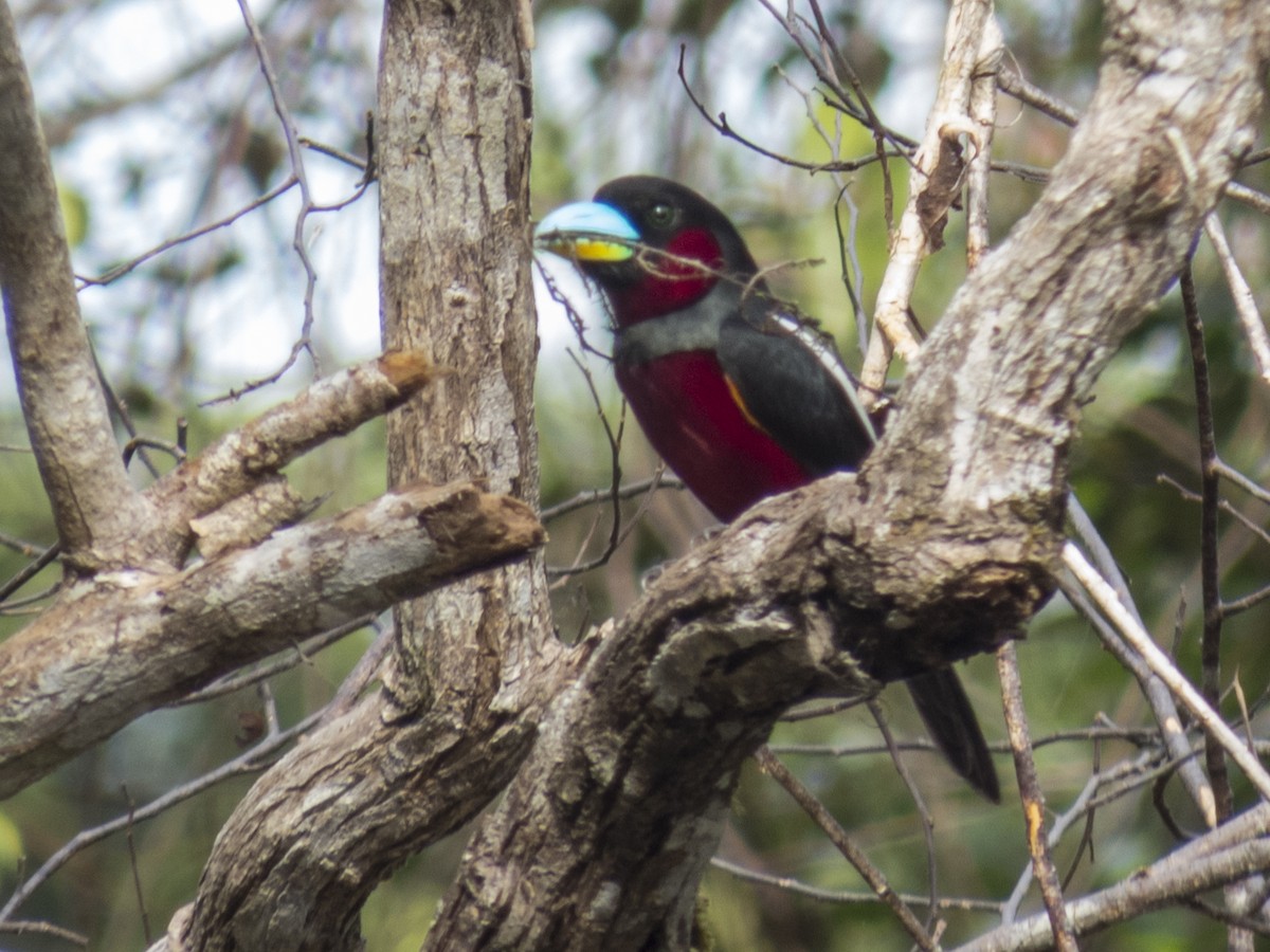 Black-and-red Broadbill (Black-and-red) - ML234475171