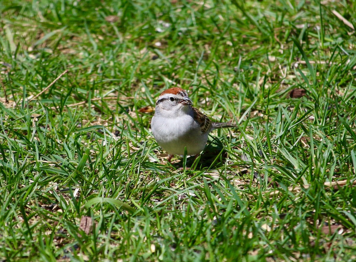 Chipping Sparrow - ML234475601