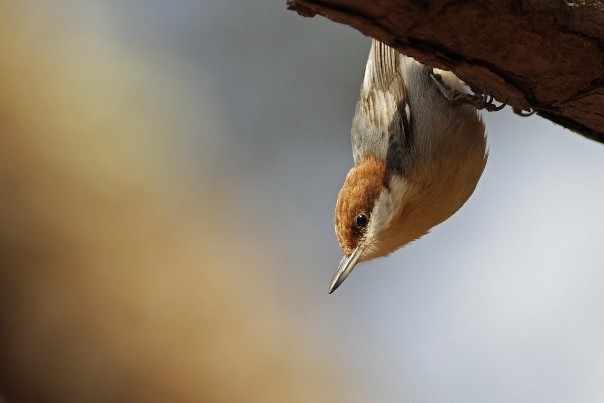 Brown-headed Nuthatch - ML23447561