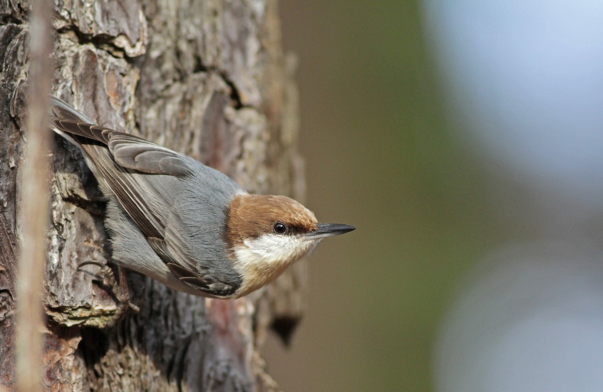 Brown-headed Nuthatch - ML23447571