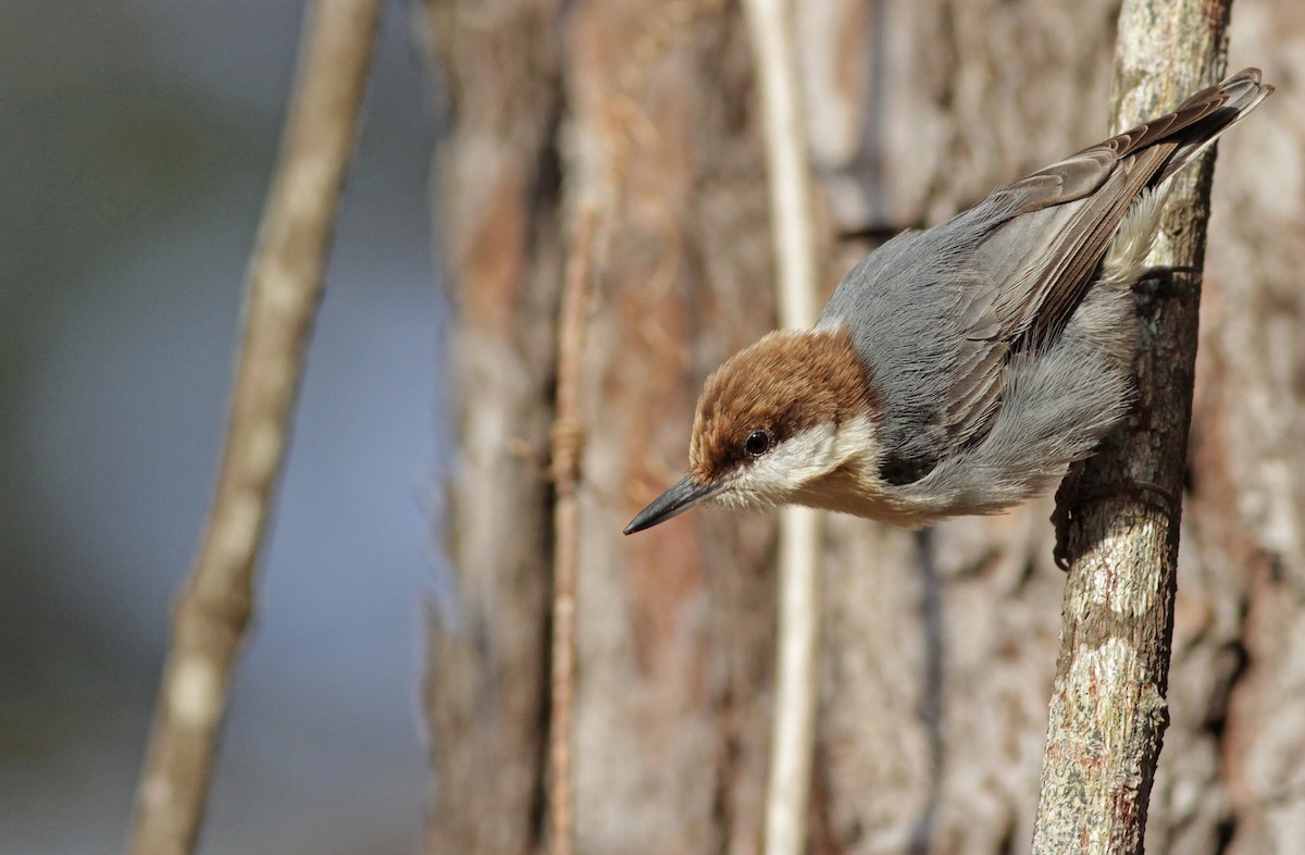 Brown-headed Nuthatch - ML23447581