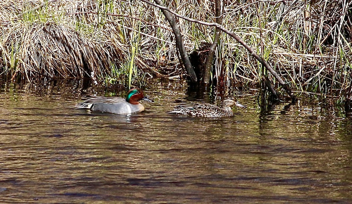 Green-winged Teal - ML234475831