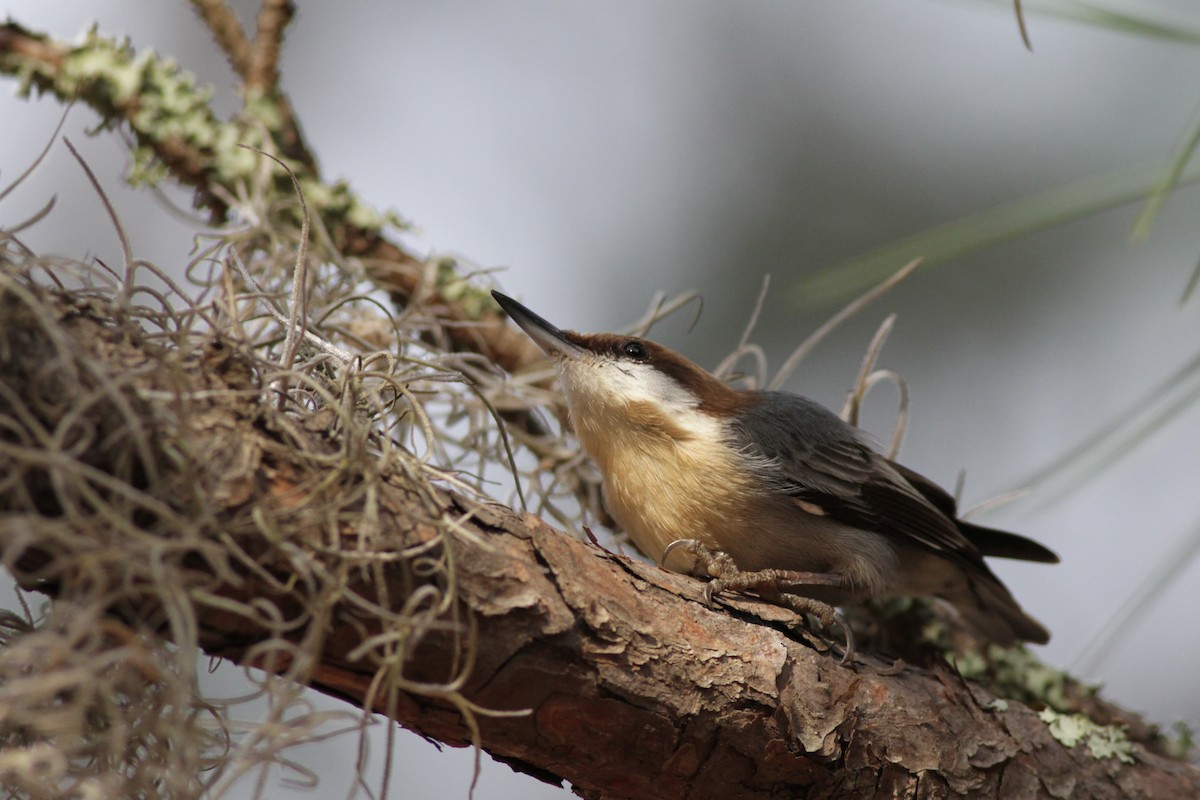 Brown-headed Nuthatch - ML23447611