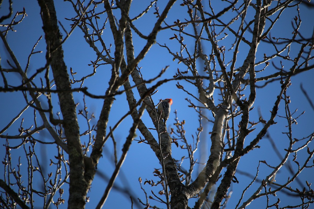 Red-bellied Woodpecker - ML234476241