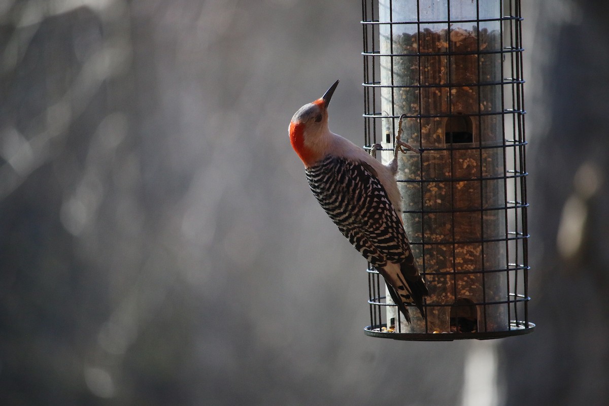Red-bellied Woodpecker - ML234476361