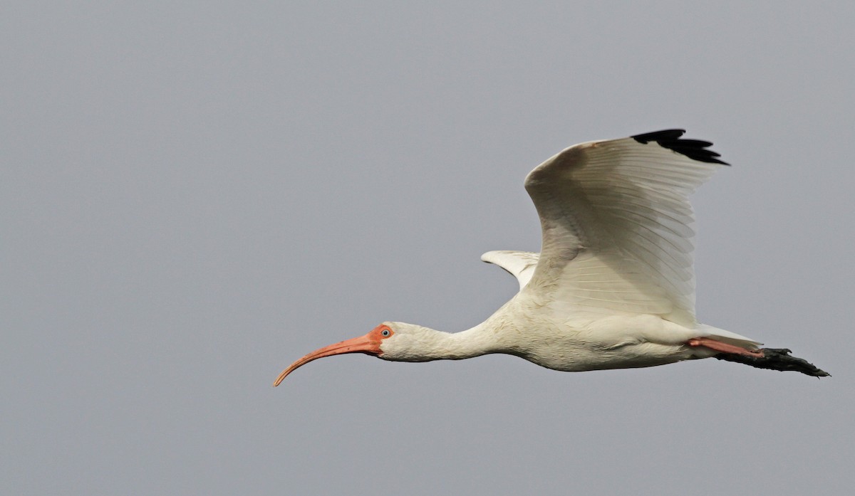 ibis bílý - ML23447981