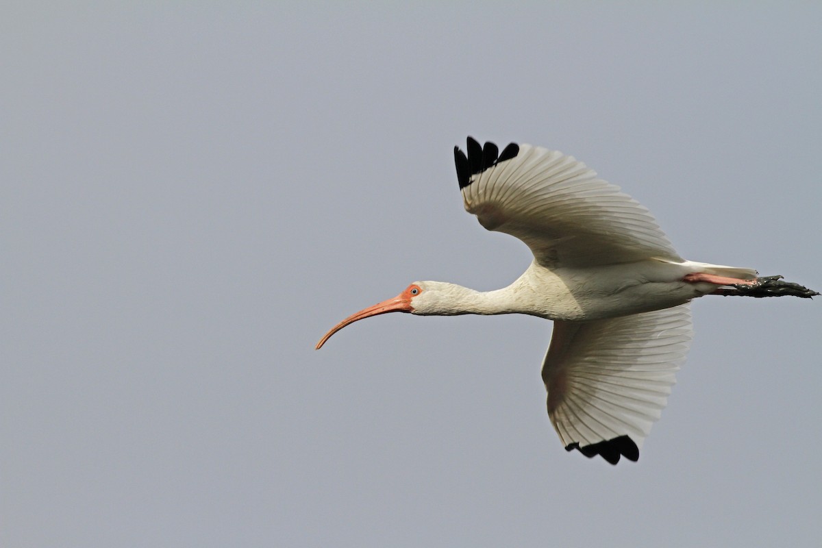 ibis bílý - ML23447991