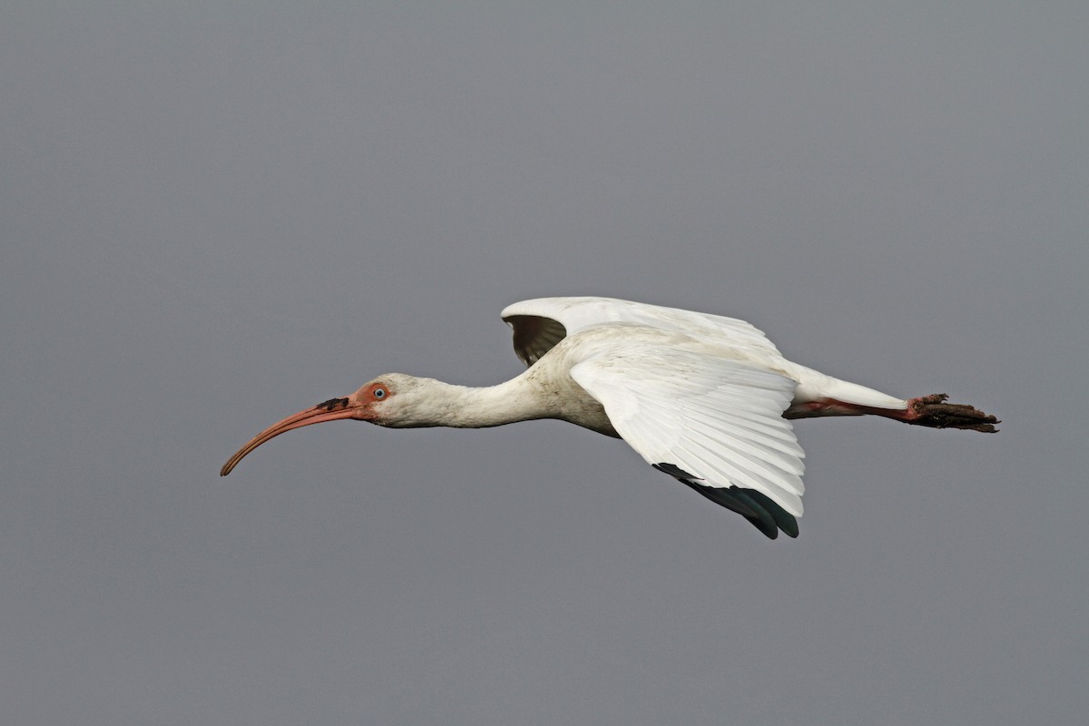 ibis bílý - ML23448001
