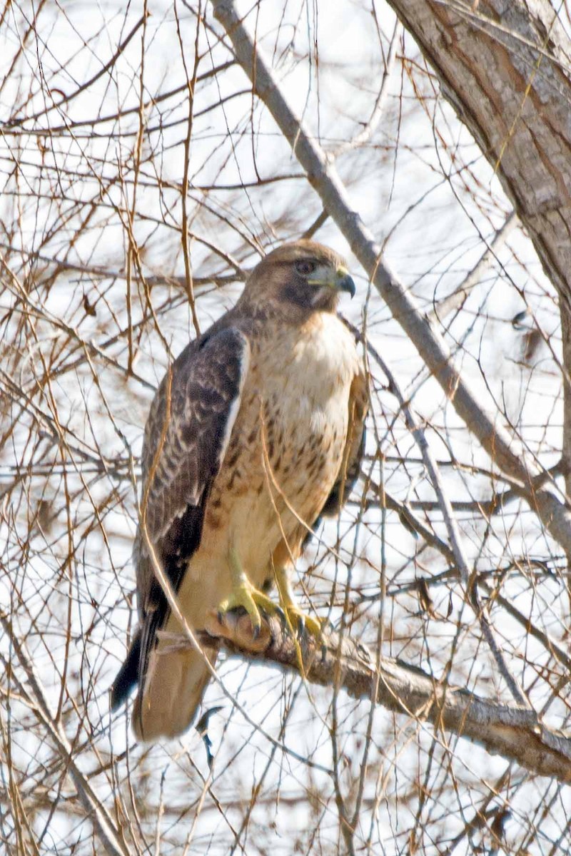 Red-tailed Hawk - ML234482261