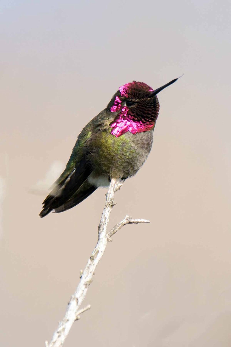 Anna's Hummingbird - ML234482321